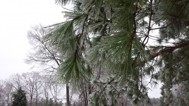 And here's a pine tree, needles all icy and pretty when the wind blows