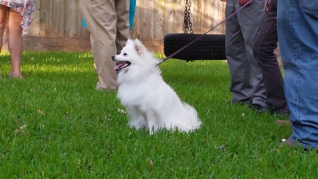 Steven loved taking pictures of the flower dog