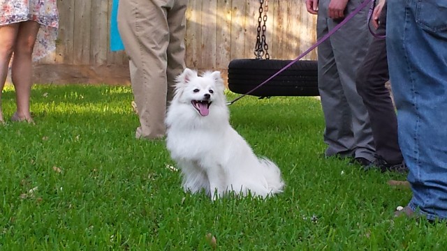 I wish all weddings had dogs