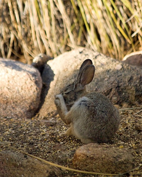 Adorable, itchy rabbits!