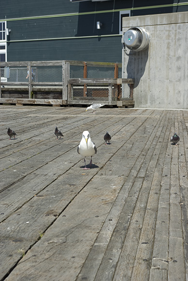 Behold the seagull mafia!