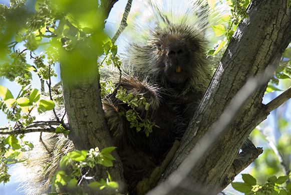 A porcupine in a tree!