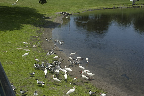 Immediately we had a sizezble crowd, mostly of seagulls and ibises