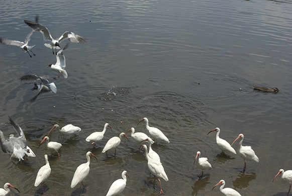 Although the commotion quickly moved towards the water where a surprisingly large group of turtles joined in