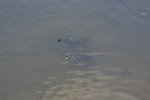 A satsified turtle, now filled with Vitamin D