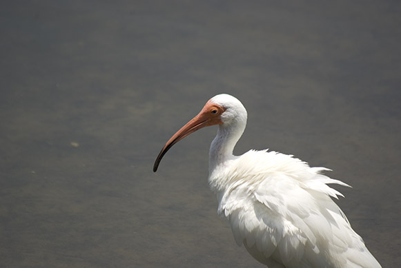 Is this ibis really now filled with essential vitamins and minerals? Results are inconclusive.