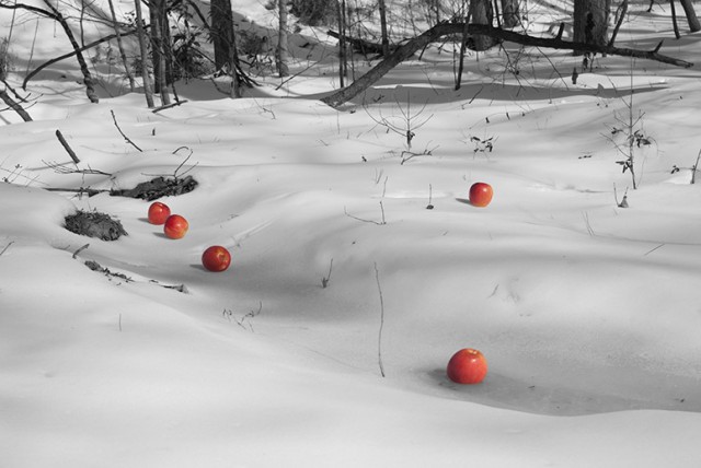 apples_in_the_snow